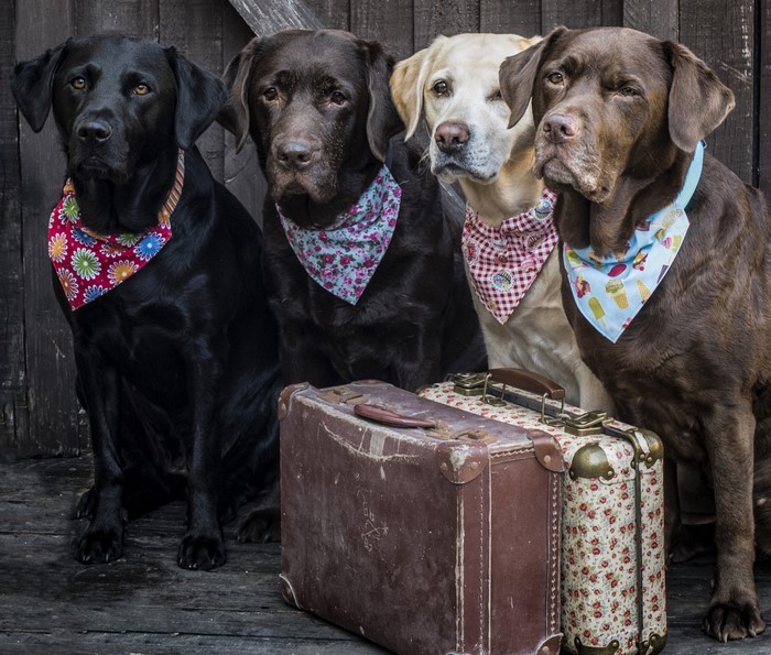 Four Labradors with bandanas and suitcases