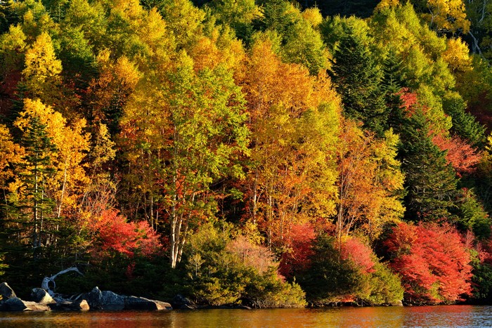 Autumn forest with colorful trees by the water