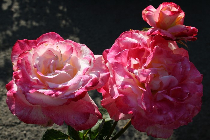 Two pink and white roses with a bud