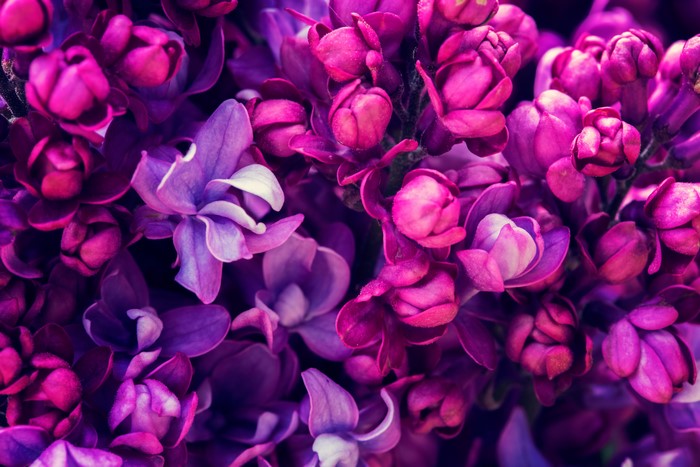 Macro closeup of purple and pink lilacs