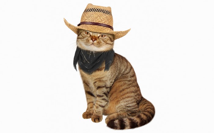 Cat wearing a cowboy hat and bandana