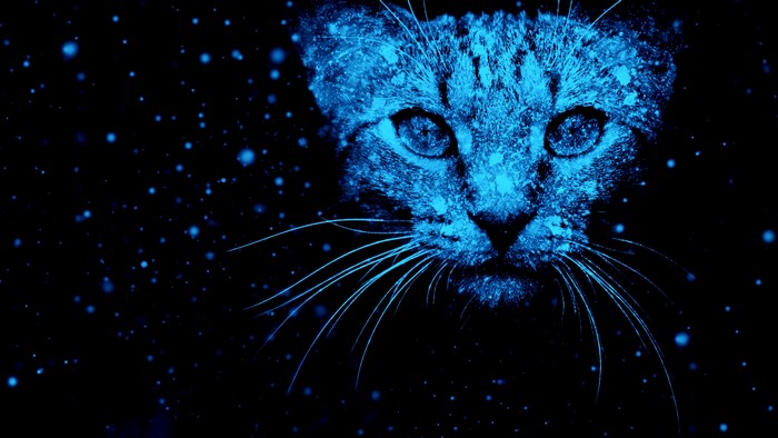 Blue cat face with snowflakes