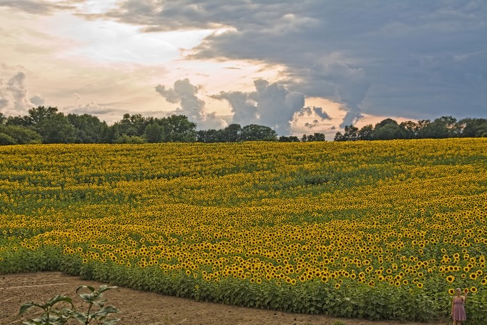 Field of sunflowers with a woman in a dress