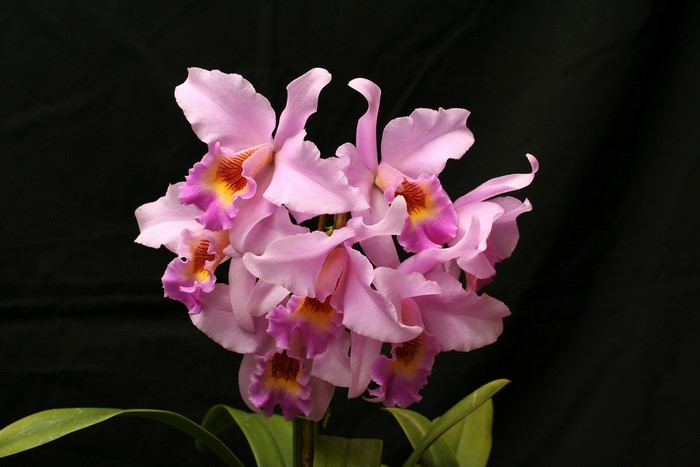 Pink Cattleya orchid flowers with yellow and magenta centers