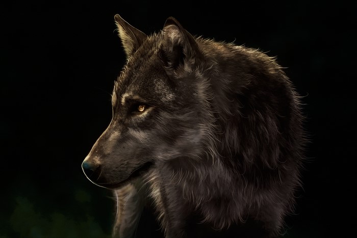 4K Painting Art of a Wolf's Head