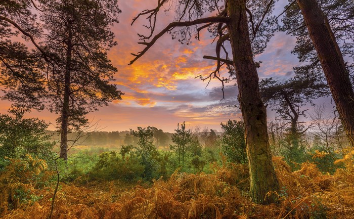 Autumn forest at sunrise with colorful clouds