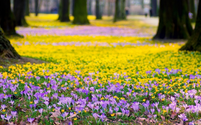 Field of purple and yellow flowers in a park