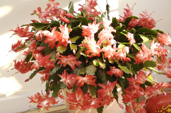 Pink Schlumbergera (Zygocactus) flowers in bloom