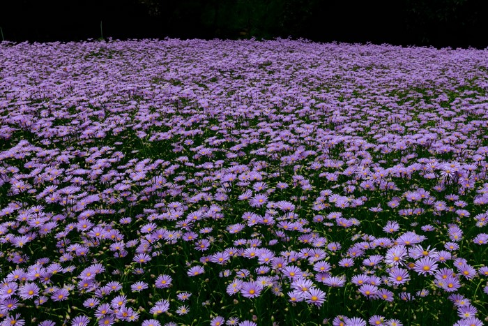 Field of Violet Asters