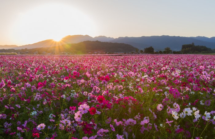 Sunrise Over Vibrant Pink Cosmos Flower Field