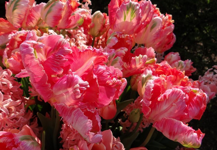 Pink Parrot Tulips and Hyacinths