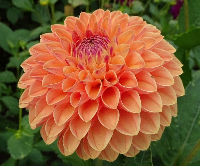 Close-up of an orange Dahlia flower