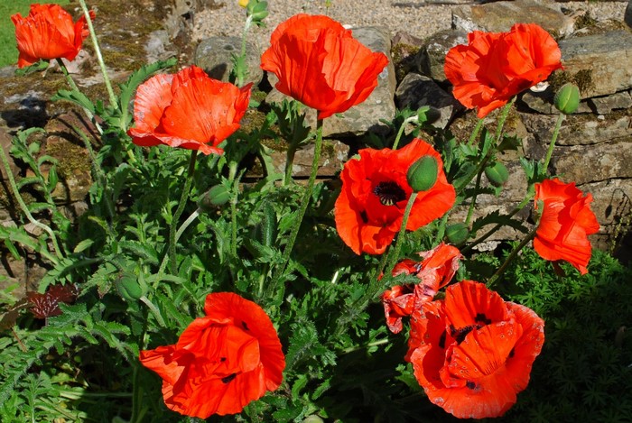 Red Poppies and Buds in Front of Stone Wall