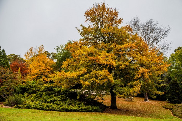 Mount Lofty Botanic Garden in Autumn, Australia