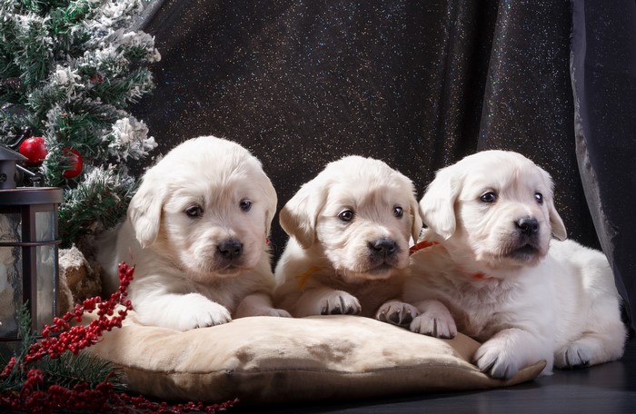 Three Golden Retriever Puppies with Christmas Decorations