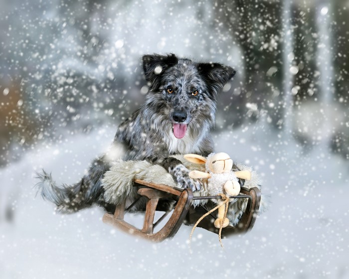 Dog on a sled with a toy in the snow