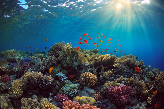 4K Vibrant Coral Reef with Colorful Fish and Sun Rays