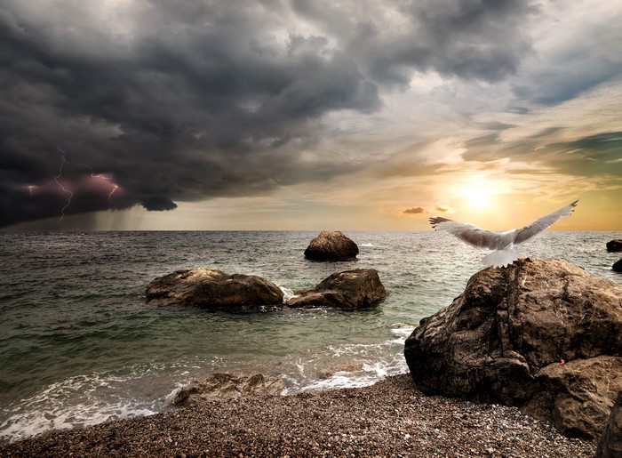 Seagull on a rock during a thunderstorm