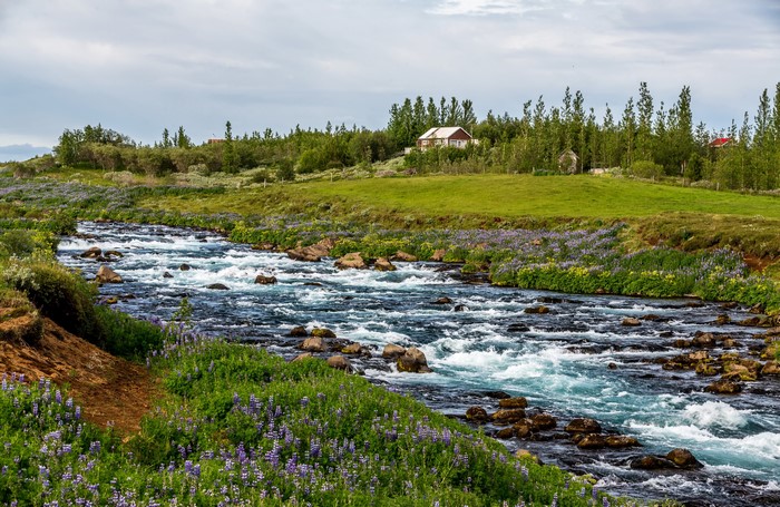 Icelandic stream with lupine flowers and houses