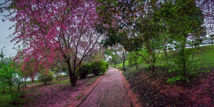 Park path with blooming pink trees in Duartina, Brazil