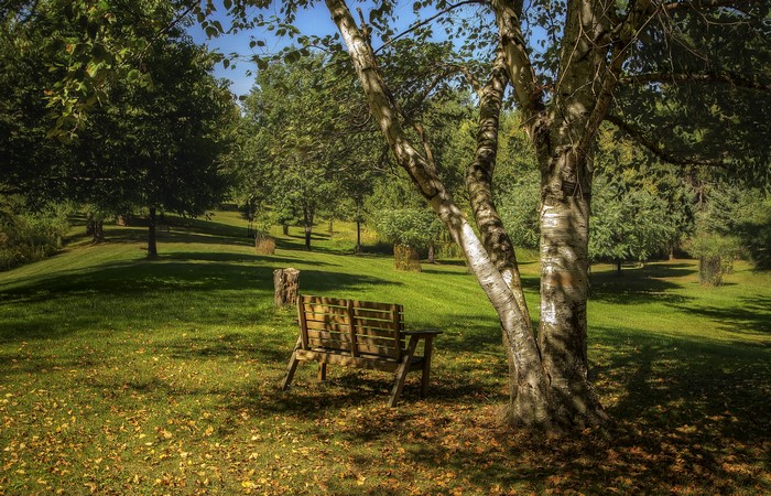 Park bench under a tree with autumn foliage