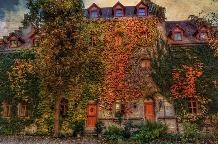 Ivy-covered building in Rothenburg, Germany
