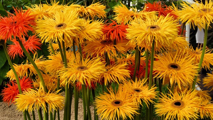 Close-up of yellow and orange Gerbera daisies