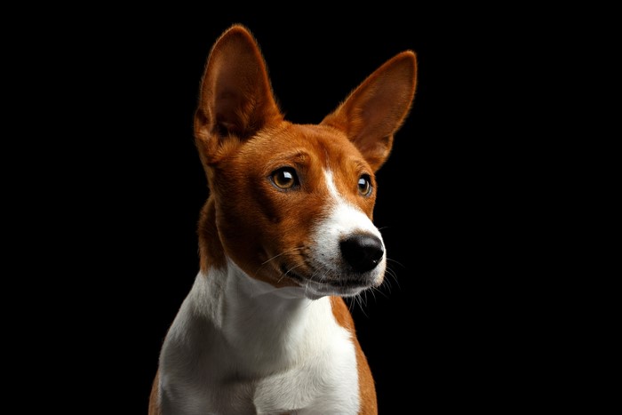 Basenji Dog looking to the side on black background