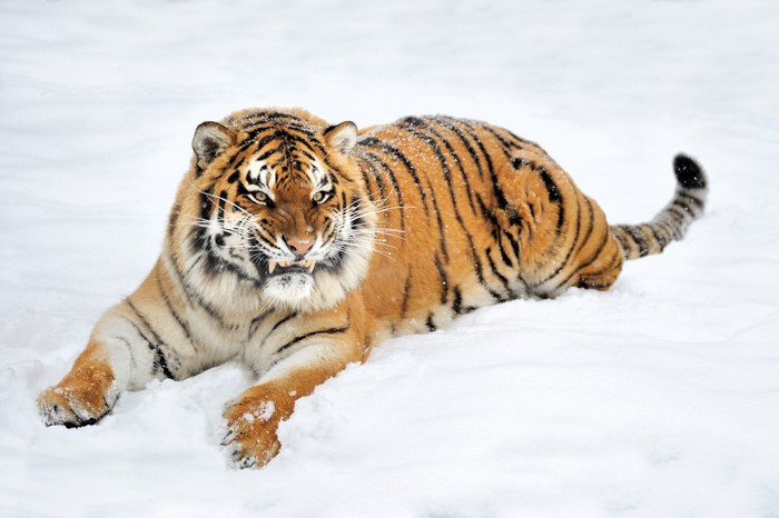 Big cats, Tigers, Snow, Roar, HD Wallpaper | Rare Gallery