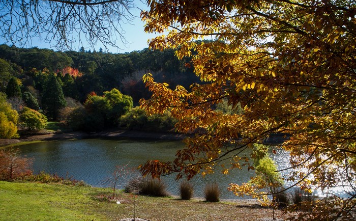 Autumn foliage surrounds a pond in Mount Lofty Botanic Garden