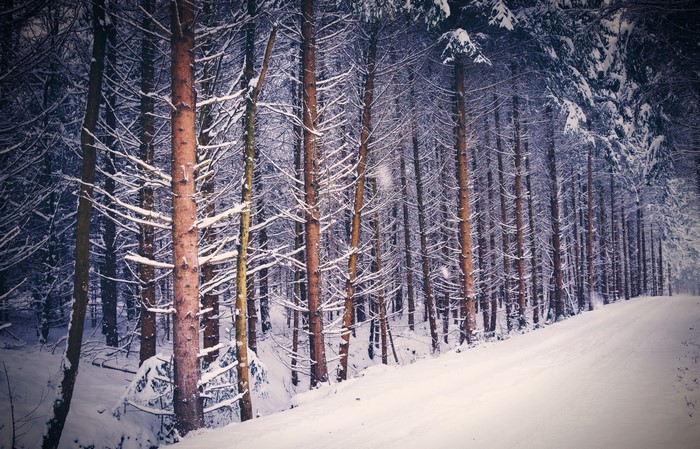 Snowy forest with tall trees and a path