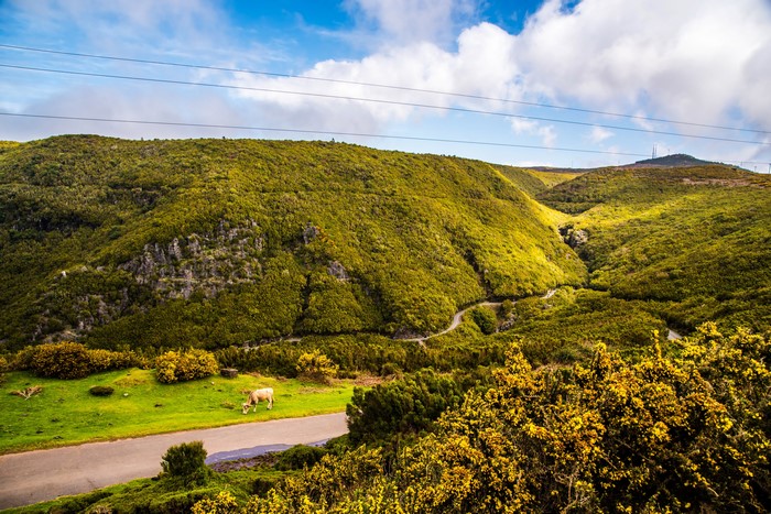 Cow grazing in a green valley with winding road, Madeira, Portugal