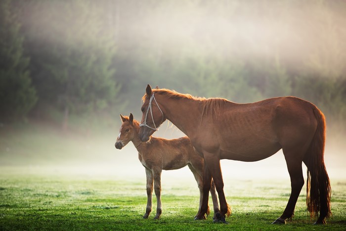 Two horses in a misty field