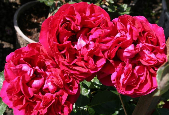 Three red roses in a garden