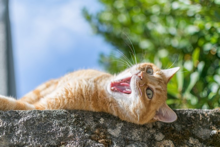 Ginger cat yawning on a stone wall