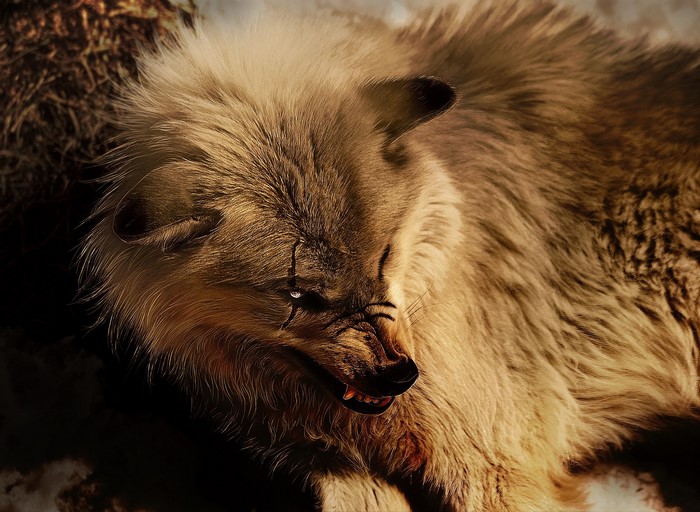 A fierce wolf with glowing eyes and a scar
