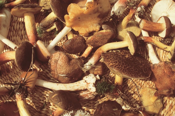 4K Mushrooms Nature Closeup
