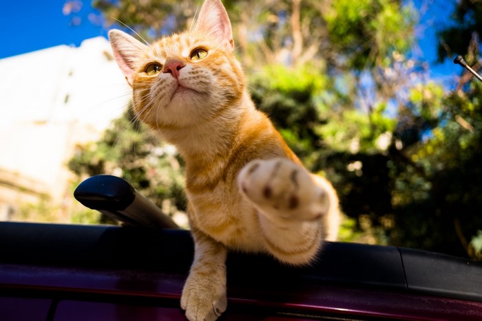 Ginger cat reaching out from car