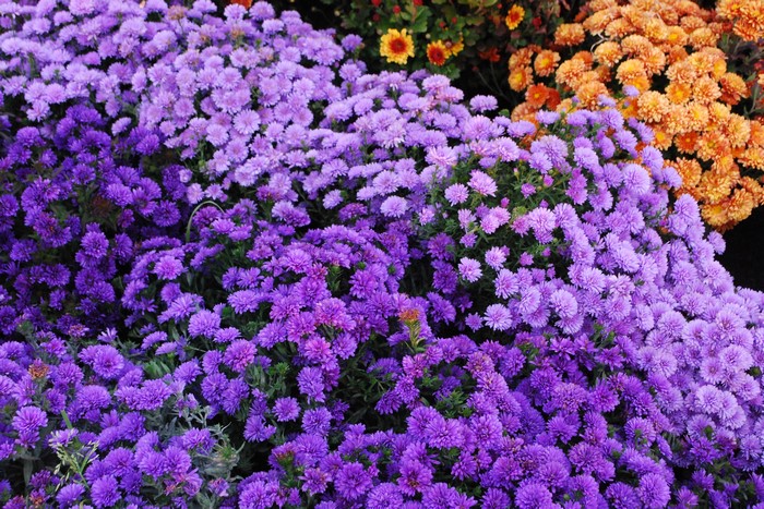 Purple and orange chrysanthemums in bloom