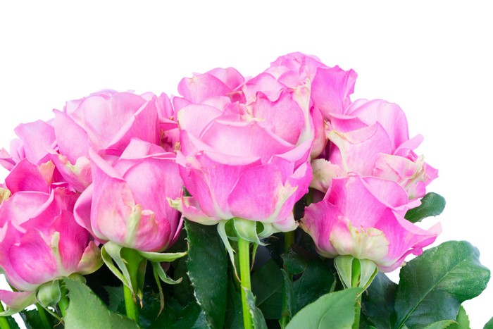 Pink Roses Closeup 4K