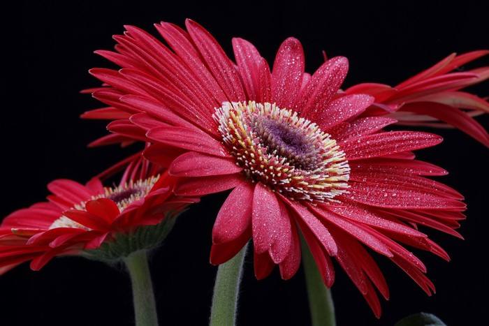 Red Gerbera daisies with water drops on black background