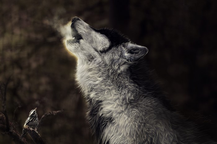 Wolf howling in forest with bird