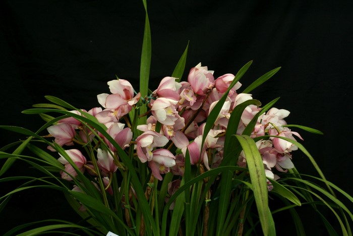Pink orchids with green leaves on black background