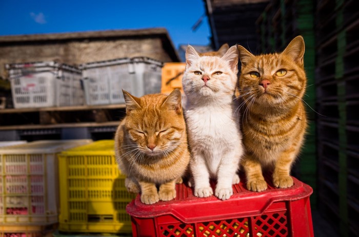 Three ginger cats sitting on a red crate