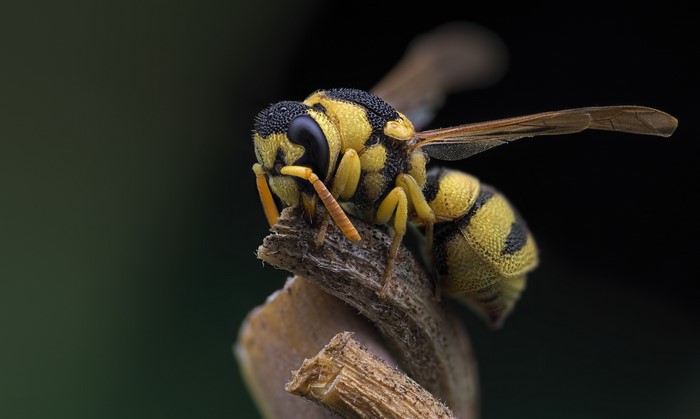 Closeup of a yellow and black wasp on a branch