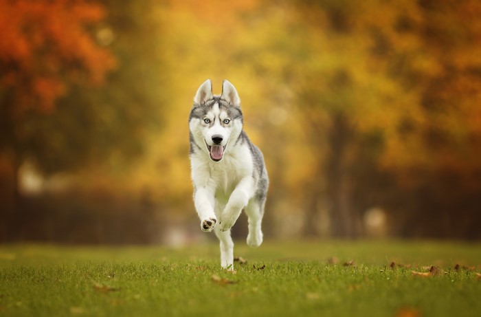 Husky Dog Running on Grass with Autumn Trees