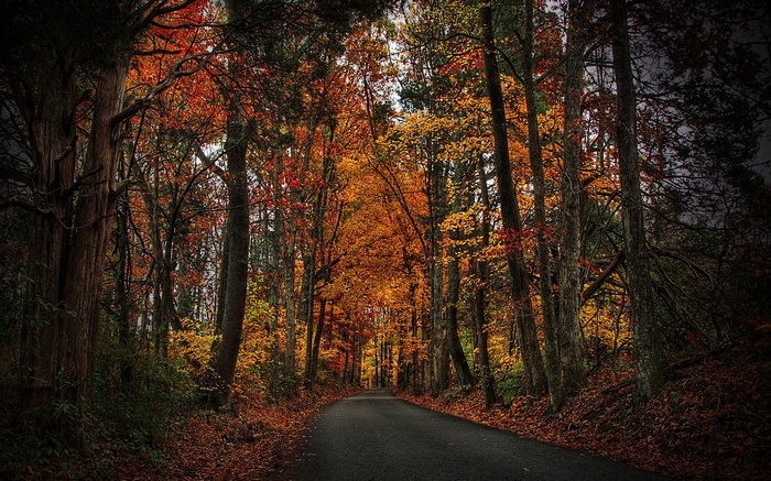 Road through an autumn forest with colorful trees