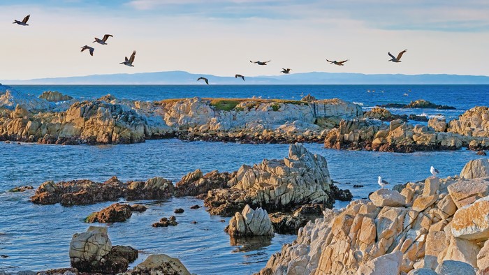 Birds flying over rocky coast in California