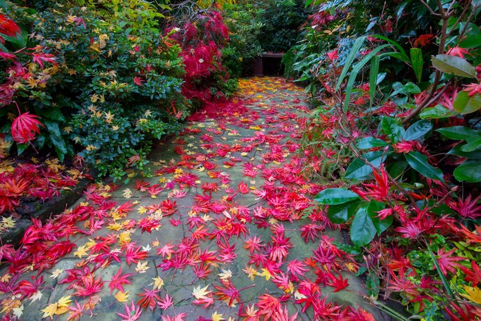 Autumn leaves on a garden path in Walsall, England