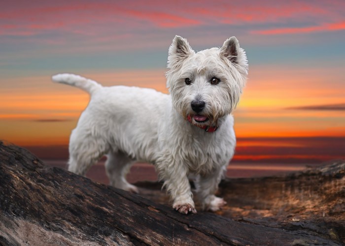 West Highland White Terrier dog at sunset